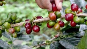 Kopi Sulawesi Tengah (4)