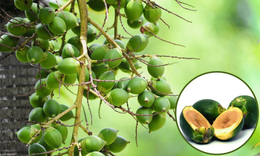 Pinang Komoditas Unggulan Ekspor Jambi