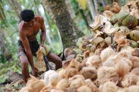 Produktivitas Kelapa di Parigi Moutong