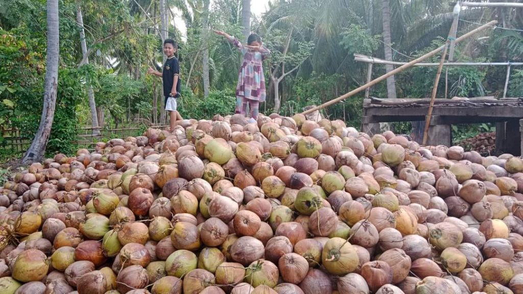 Komoditas Kelapa dari Sulawesi Tengah: Potensi Luar Biasa untuk Pasar Lokal dan Ekspor