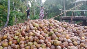 Komoditas Kelapa dari Sulawesi Tengah: Potensi Luar Biasa untuk Pasar Lokal dan Ekspor