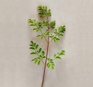 Daun Kelor Merah Kathulistiwa: Keajaiban Alam dari Sulawesi Tengah yang Mendunia